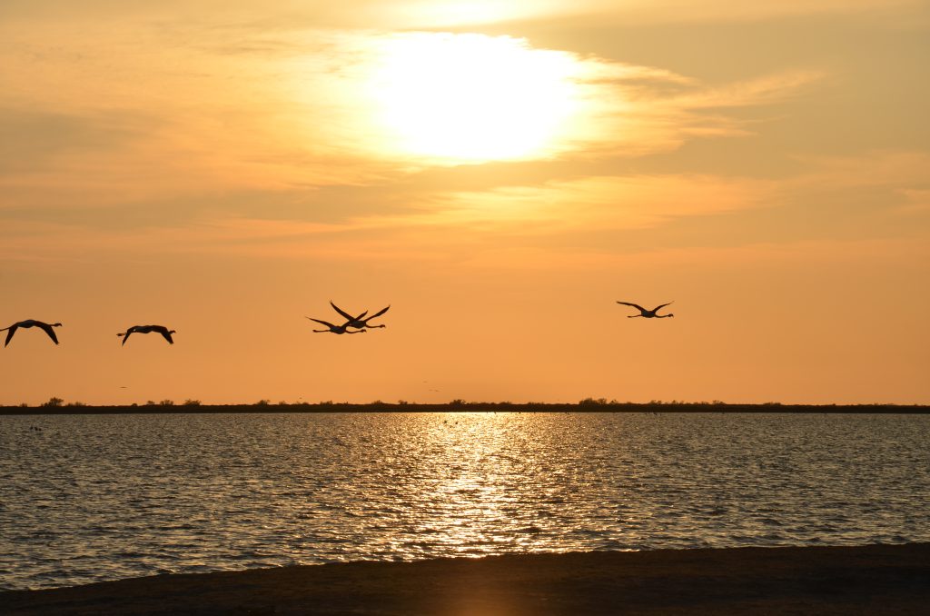 Flamants roses au Fangassier © Marjorie Mercier PNRC