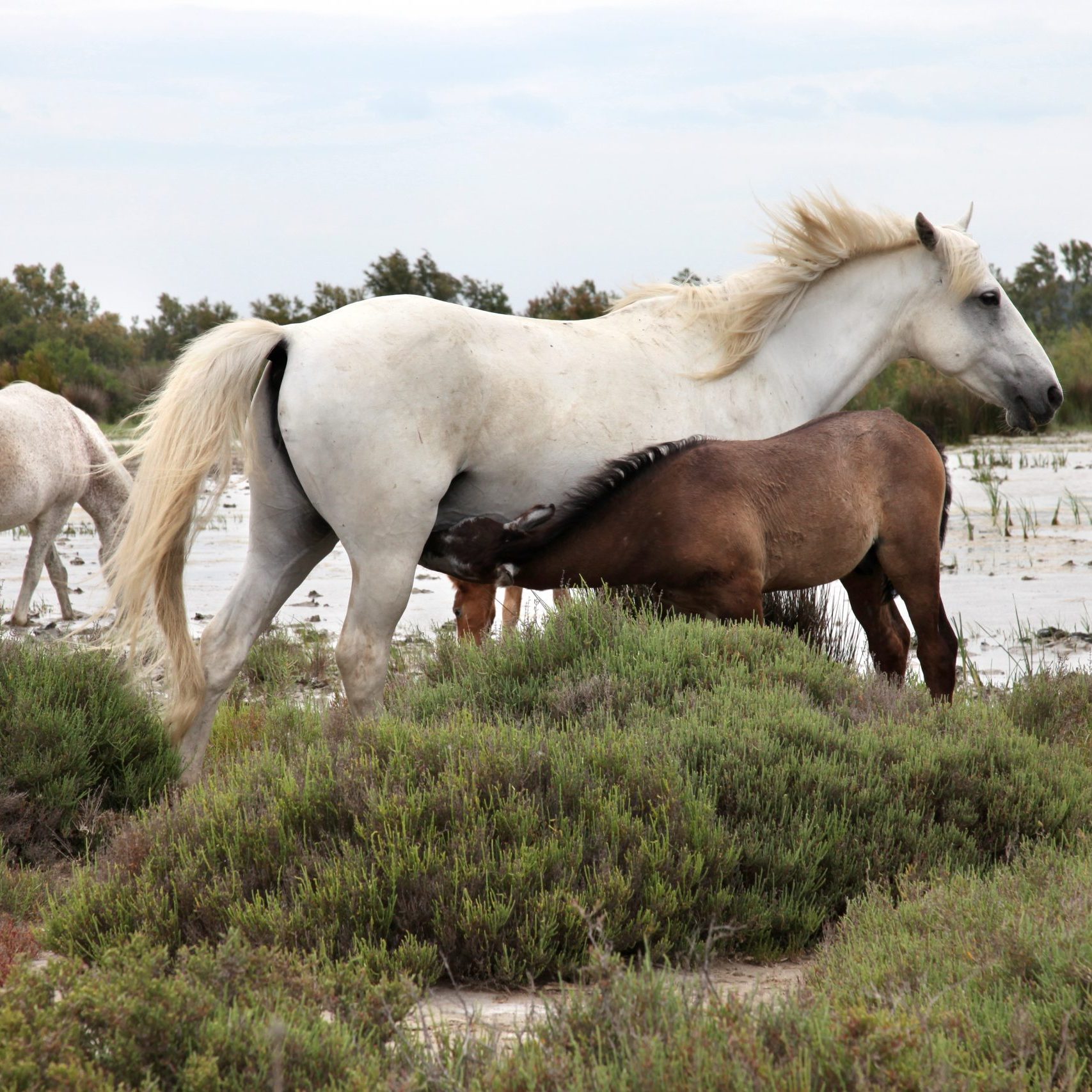 chevaux de camargue©Pauline DANIEL